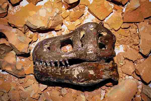 Ausgrabung-a-la-Indiana-Jones-in-Dortmund-bei-Emmerich-Events-Dinosaurier-Dortmund-Teamevent-Abenteuer-Events-Teambuilding-Teambuilding-Events-Dortmund-Weihnachtsfeier-Betriebsausflug