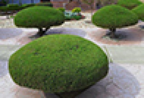 Firmen-Garten anlegen in Berlin, Teamevent Berlin, Teambuilding Berlin, Firmenfeier Berlin, Betriebsausflug Berlin, Solziale Events, Emmerich Events Berlin, Weihnachtsfeier