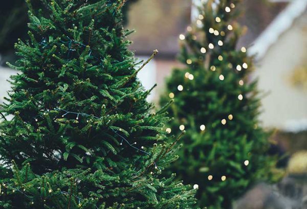 Weihnachtsbaumschlagen in Leipzig, die Weihnachtsfeier in Leipzig, Weihnachtsfeier, Weihnachtsevent in Leipzig, Weihnachtsfeier Leipzig, Weihnachtsfeier Leipzig, Firmenevents, Firmenevent in Leipzig